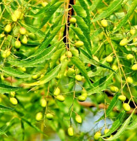 Neem Samen Azadirachta indica