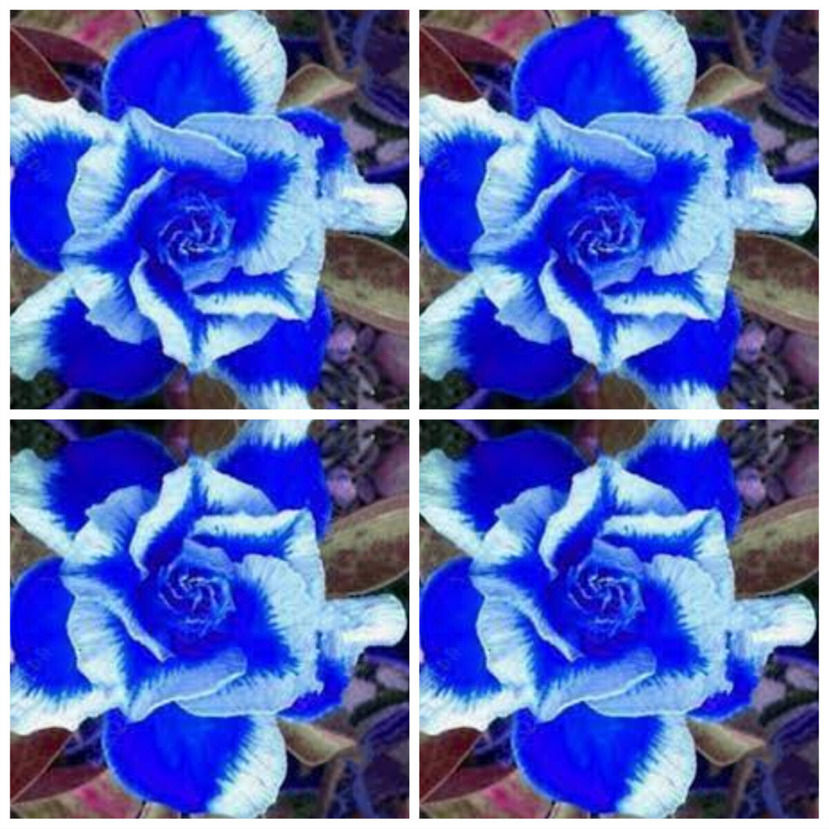 Deep (deep blau) samen for anpflanzung in home garten