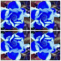 Deep (deep blau) samen for anpflanzung in home garten