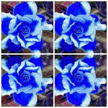 Deep (deep blau) samen for anpflanzung in home garten