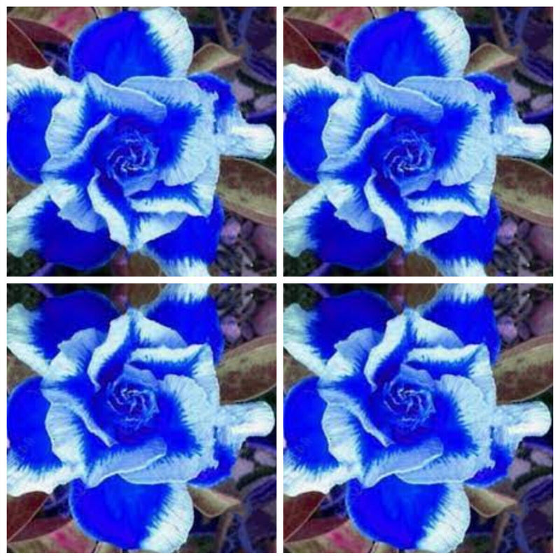 Deep (deep blau) samen for anpflanzung in home garten