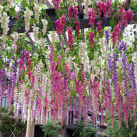 Mixed (mixed wisteria) samen for anpflanzung in home garten