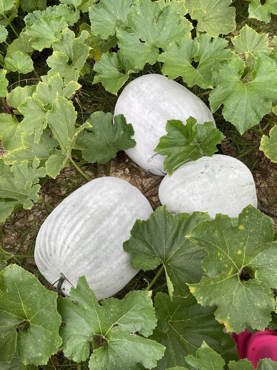 Weiß Wax Gourd Gemüse Samen zum Pflanzen