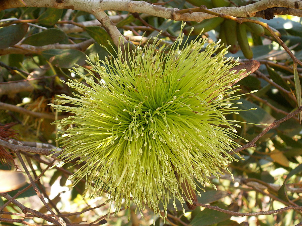 Eucalyptus Lehmannii Blumensamen zur Aussaat Anzucht Traditionssorte & ohne Gentechnik Samen Hausgarten