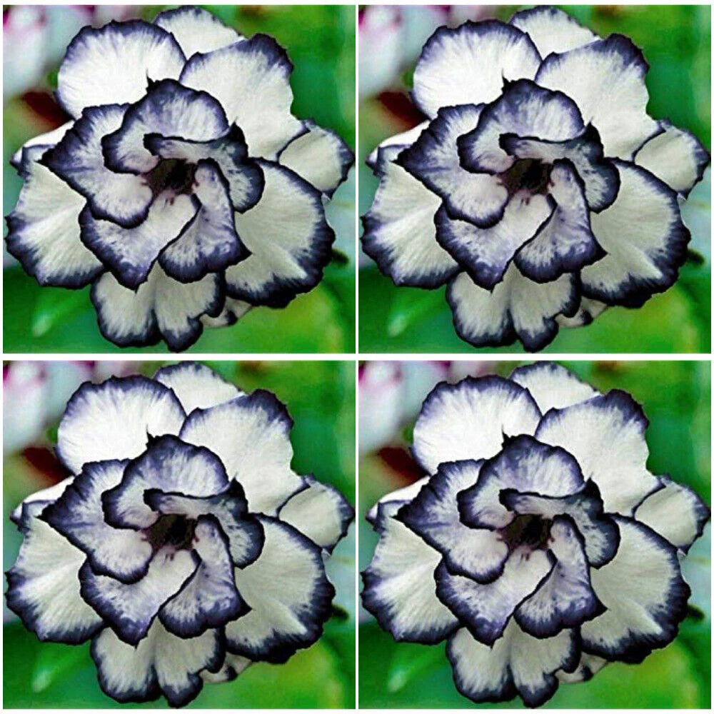 Blau Weiß Pelargonium Blumensamen zur Aussaat – Bestäuber freundlich – Traditionssorte & ohne Gentechnik Samen Hausgarten