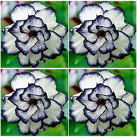 Grün Manchurian Blumensamen zur Aussaat – Landhaus Garten wichtig – Traditionssorte & ohne Gentechnik Samen Hausgarten
