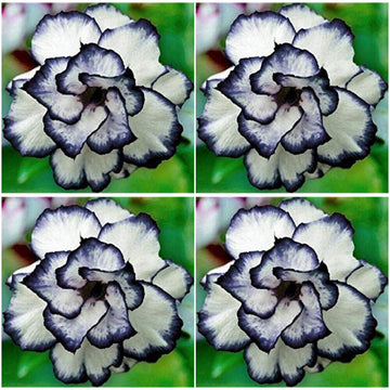 Grün Manchurian Blumensamen zur Aussaat – Landhaus Garten wichtig – Traditionssorte & ohne Gentechnik Samen Hausgarten