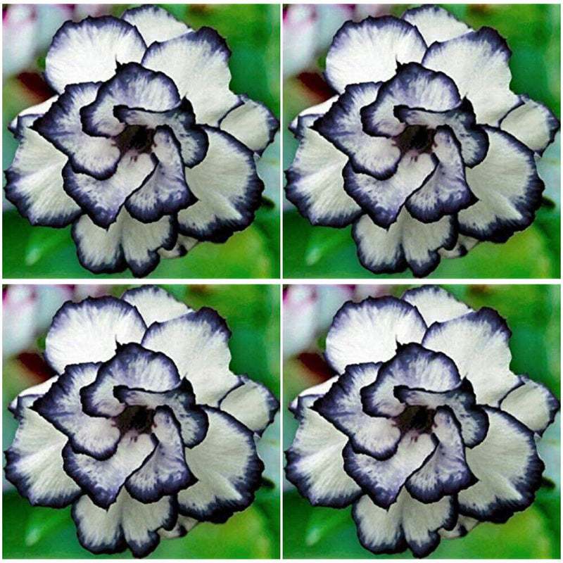 Grün Manchurian Blumensamen zur Aussaat – Landhaus Garten wichtig – Traditionssorte & ohne Gentechnik Samen Hausgarten