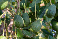 Braun Coldhardy Avocado Samen zum Pflanzen