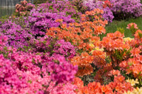 MultiColour Rhododendron Blumensamen zur Aussaat Drought verträglich Traditionssorte & ohne Gentechnik Samen Hausgarten