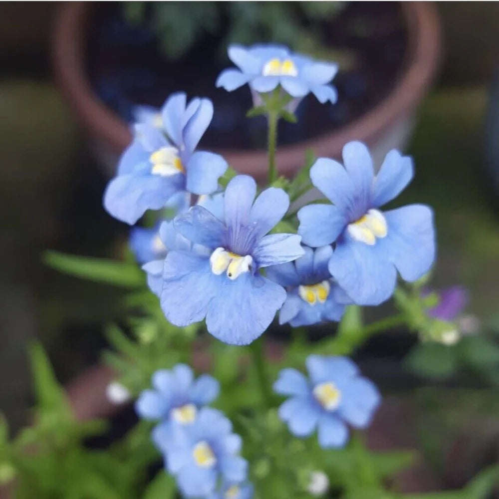 Fairy Mirror Blau Gem Blumensamen zur Aussaat – Anzucht – Traditionssorte & ohne Gentechnik Samen Hausgarten