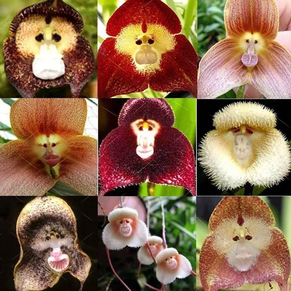 Potted Peru Monkey Face Orchidee Samen Blumensamen zur Aussaat Drought verträglich Traditionssorte & ohne Gentechnik Samen Hausgarten