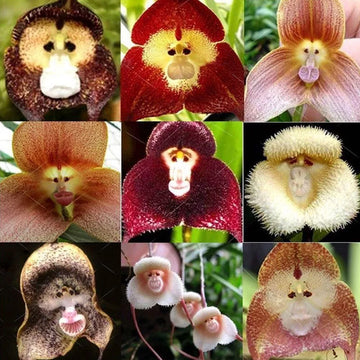 Potted Peru Monkey Face Orchidee Samen Blumensamen zur Aussaat Drought verträglich Traditionssorte & ohne Gentechnik Samen Hausgarten