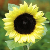 Light gelb sunflower samen for anpflanzung