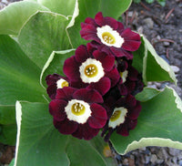 Braun Primel Auricula Blumensamen zur Aussaat – Bestäuber freundlich – Traditionssorte & ohne Gentechnik Samen Hausgarten