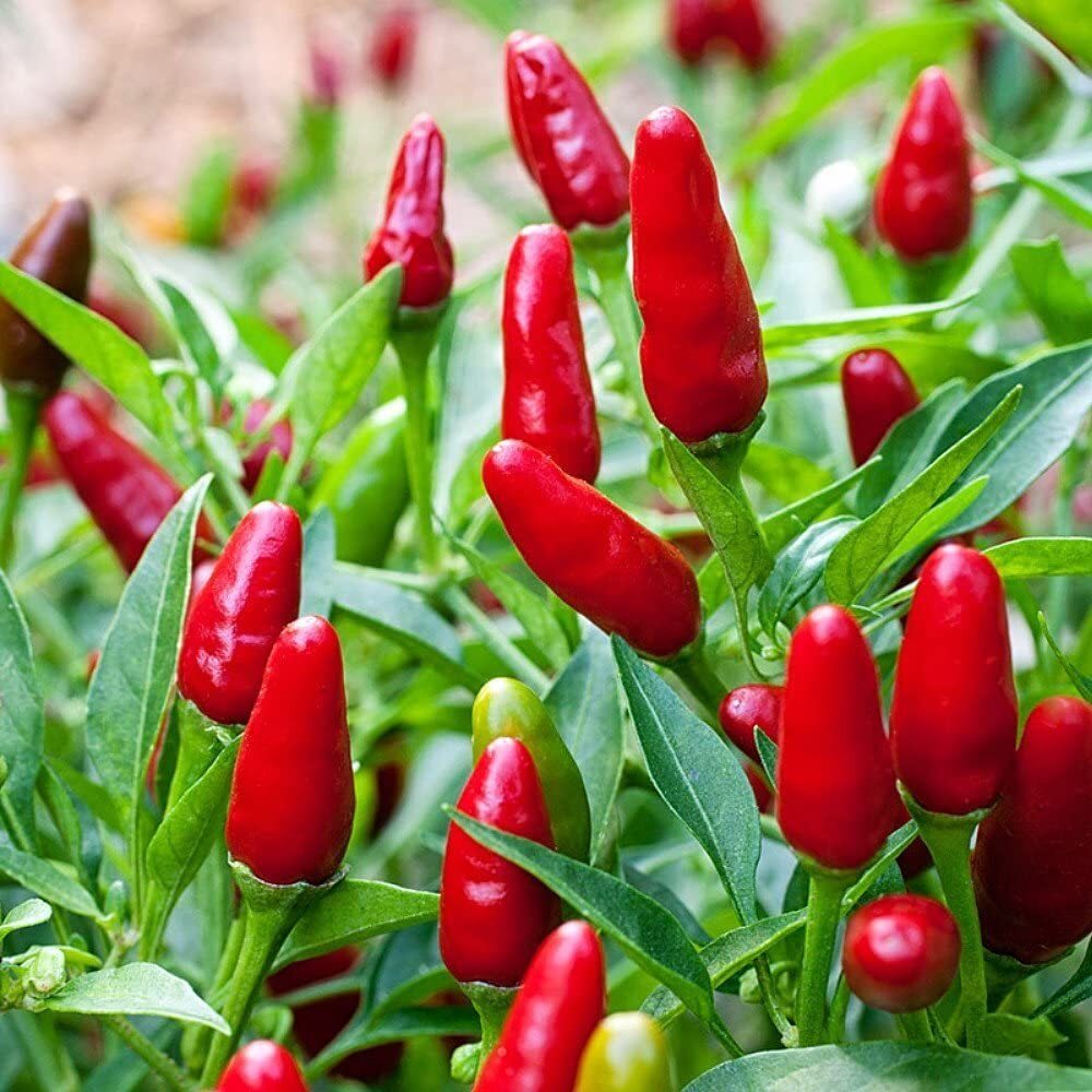 Pequin Chili Samen zum Pflanzen - Gemüse Garden Starter