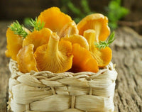 Gelb Chanterelle Pilz Samen zum Pflanzen