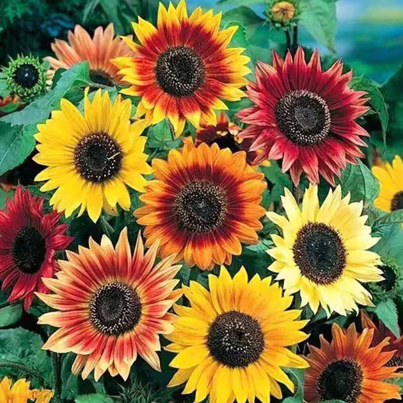 Sonnenblume Bonsai Blumensamen zur Aussaat kompakt Wuchs Traditionssorte & ohne Gentechnik Samen Hausgarten