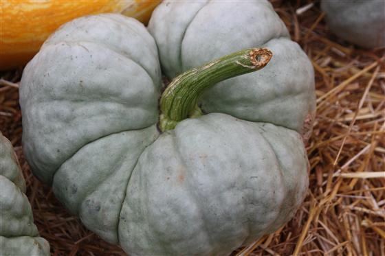 Gray Triamble Pumpkin Samen zum Pflanzen