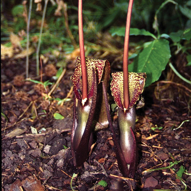 Sauromatum Blumensamen zur Aussaat – Garten beliebt – Traditionssorte & ohne Gentechnik Samen Hausgarten