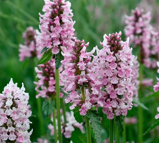 Stachys Blumensamen zur Aussaat farbenfroh Schau Traditionssorte & ohne Gentechnik Samen Hausgarten