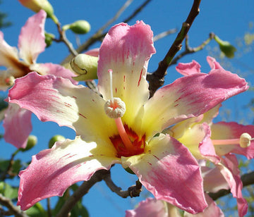Chorisia Speciosa Blumensamen zur Aussaat sonnenliebend Traditionssorte & ohne Gentechnik Samen Hausgarten