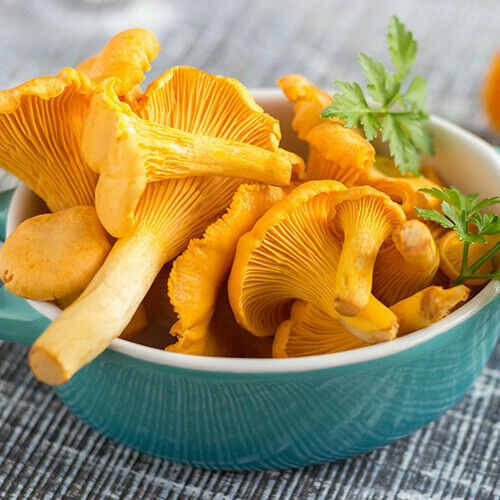 Chanterelle Pilz Samen zum Pflanzen