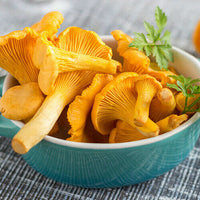 Chanterelle Pilz Samen zum Pflanzen