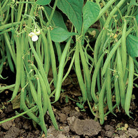 Green Lake Bean Planting Samen
