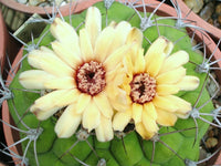 Gelb Marquezii Blumensamen zur Aussaat – robust Sorte – Traditionssorte & ohne Gentechnik Samen Hausgarten