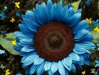 Ocean Blau Sonnenblume Blumensamen zur Aussaat farbenfroh Schau Traditionssorte & ohne Gentechnik Samen Hausgarten