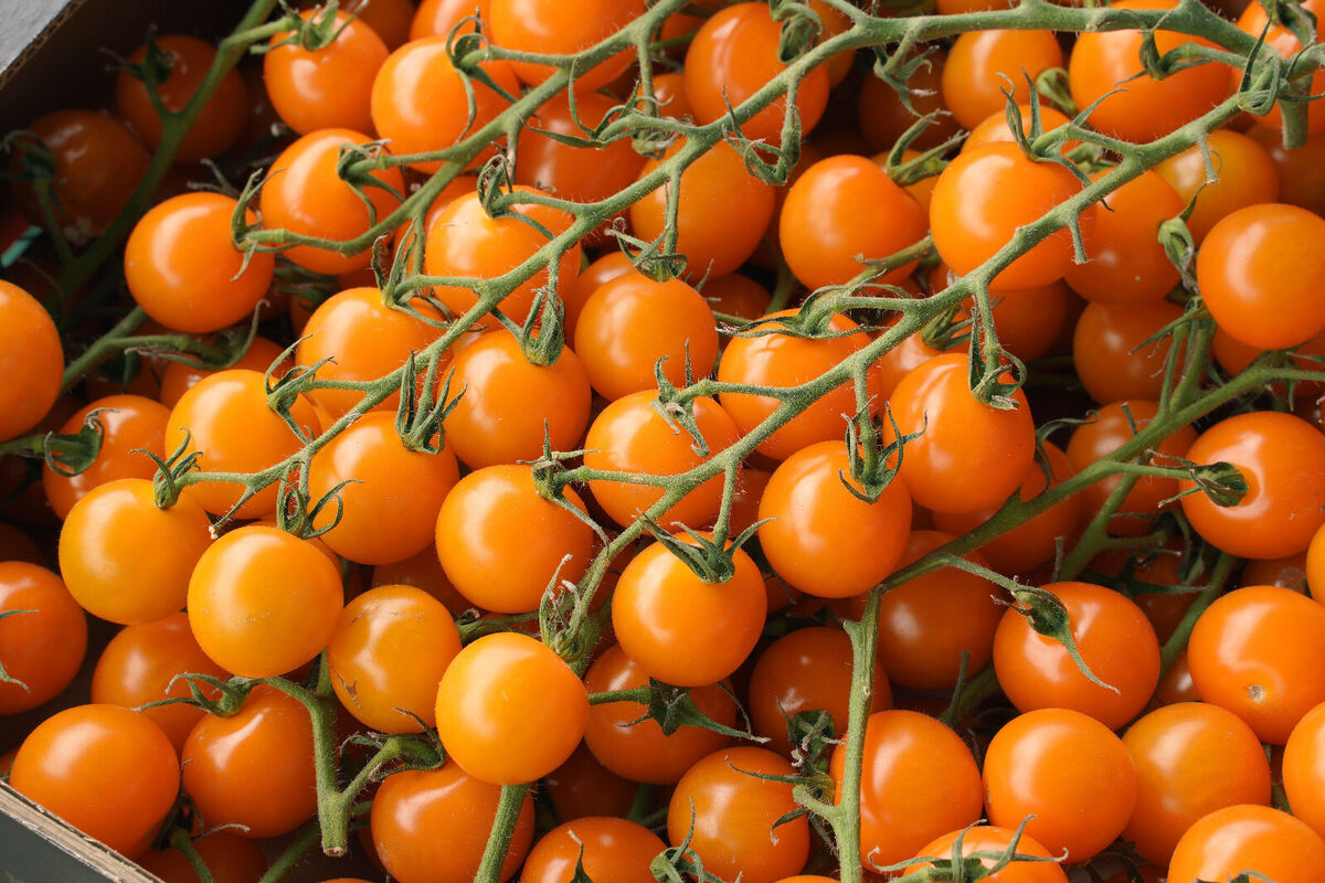 Orange grape tomato samen für aussaat