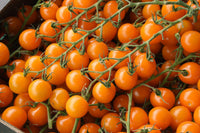 Orange grape tomato samen für aussaat