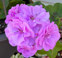 Lila Rosa Geranie Blumensamen zur Aussaat leuchtend Einjährige farbenfroh Gärten