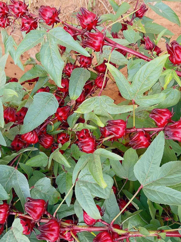 Roselle Blumensamen zur Aussaat – pflegeleicht – Traditionssorte & ohne Gentechnik Samen Hausgarten