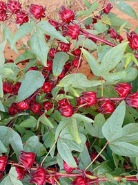 Roselle Blumensamen zur Aussaat – pflegeleicht – Traditionssorte & ohne Gentechnik Samen Hausgarten