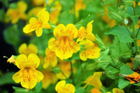 Mimulus Blumensamen zur Aussaat sonnenliebend Traditionssorte & ohne Gentechnik Samen Hausgarten