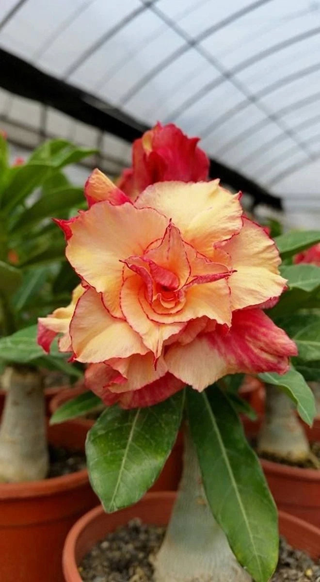 Orange Wüstenrose Blumensamen zur Aussaat – saisonal Dauerblüher – Traditionssorte & ohne Gentechnik Samen Hausgarten