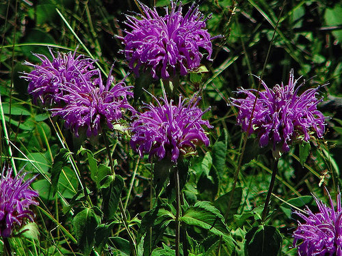 Lila Bergamot Blumensamen zur Aussaat – Garten beliebt – Traditionssorte & ohne Gentechnik Samen Hausgarten