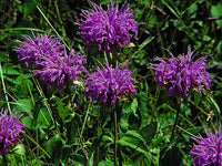 Lila Bergamot Blumensamen zur Aussaat – Garten beliebt – Traditionssorte & ohne Gentechnik Samen Hausgarten