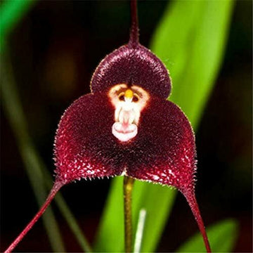 dunkel Rot Monkey Face Orchidee Blumensamen zur Aussaat – robust Sorte – Traditionssorte & ohne Gentechnik Samen Hausgarten