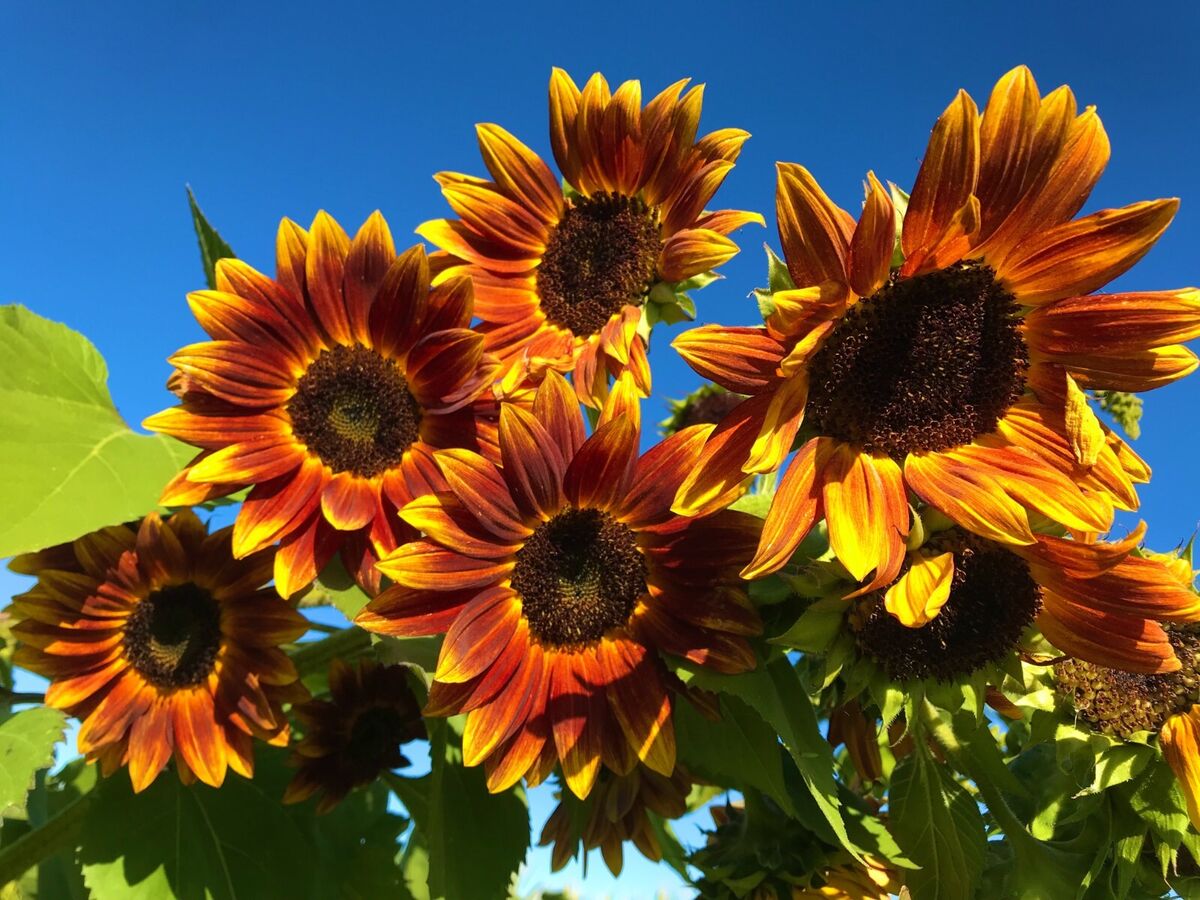 Gelb and rot sunflower samen for anpflanzung blume
