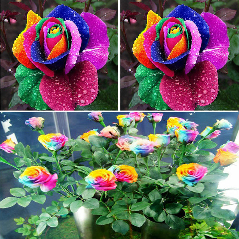 Multicolor Rose Blumensamen zur Aussaat – Landhaus Garten wichtig – Traditionssorte & ohne Gentechnik Samen Hausgarten