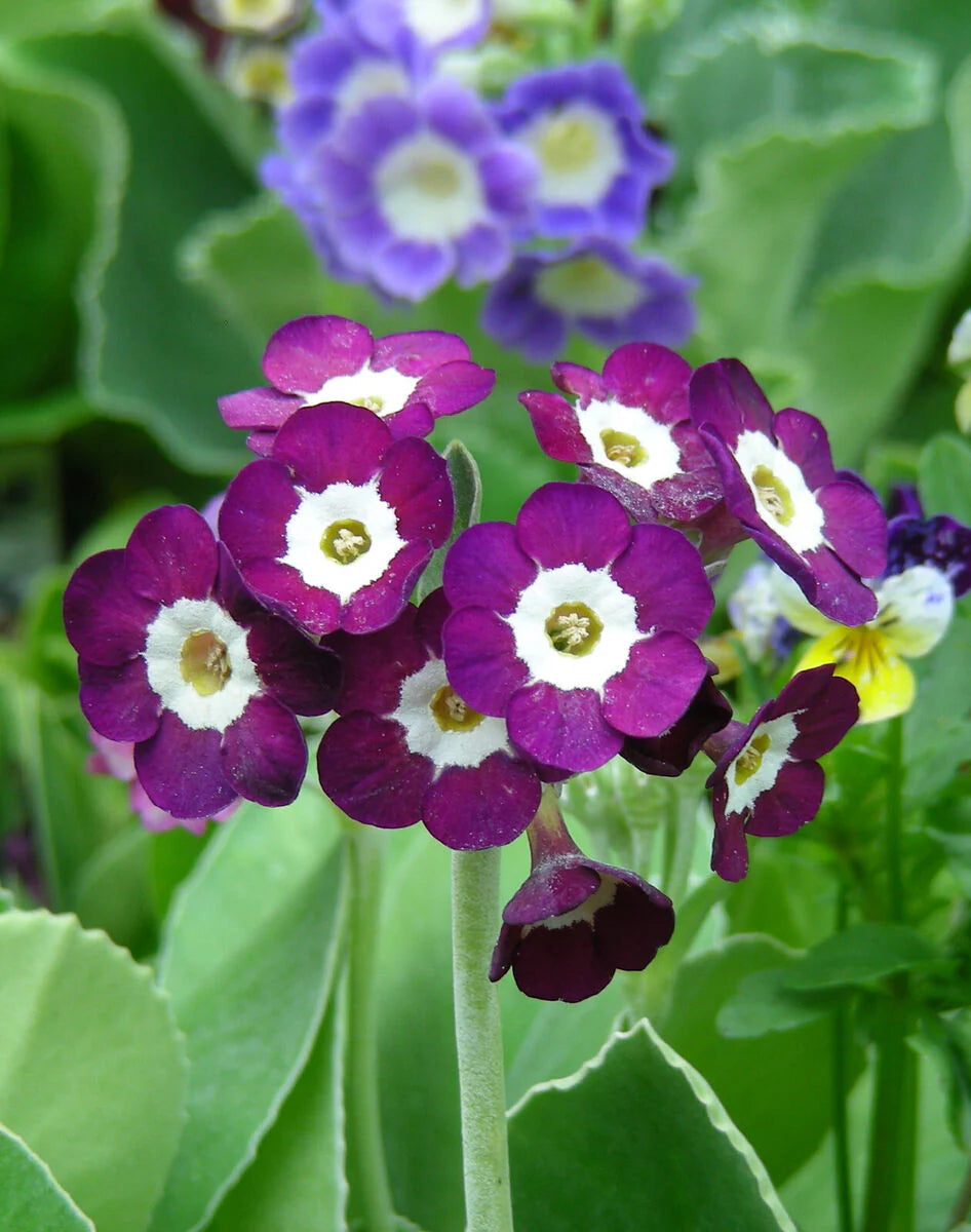 Lila Schlüsselblume Blumensamen zur Aussaat – sonnenliebend – Traditionssorte & ohne Gentechnik Samen Hausgarten