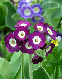 Lila Schlüsselblume Blumensamen zur Aussaat – sonnenliebend – Traditionssorte & ohne Gentechnik Samen Hausgarten