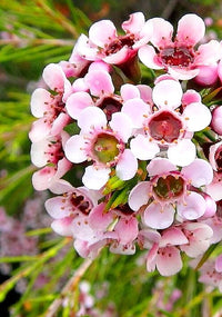 Geraldton Wax Blumensamen zur Aussaat – Drought verträglich – Traditionssorte & ohne Gentechnik Samen Hausgarten