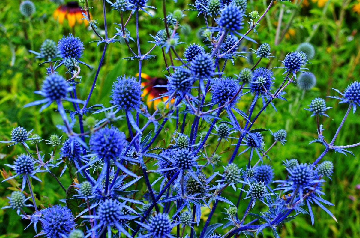 Sea Blau Holly Blumensamen zur Aussaat – saisonal Dauerblüher – Traditionssorte & ohne Gentechnik Samen Hausgarten
