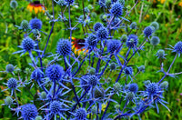 Sea Blau Holly Blumensamen zur Aussaat – saisonal Dauerblüher – Traditionssorte & ohne Gentechnik Samen Hausgarten