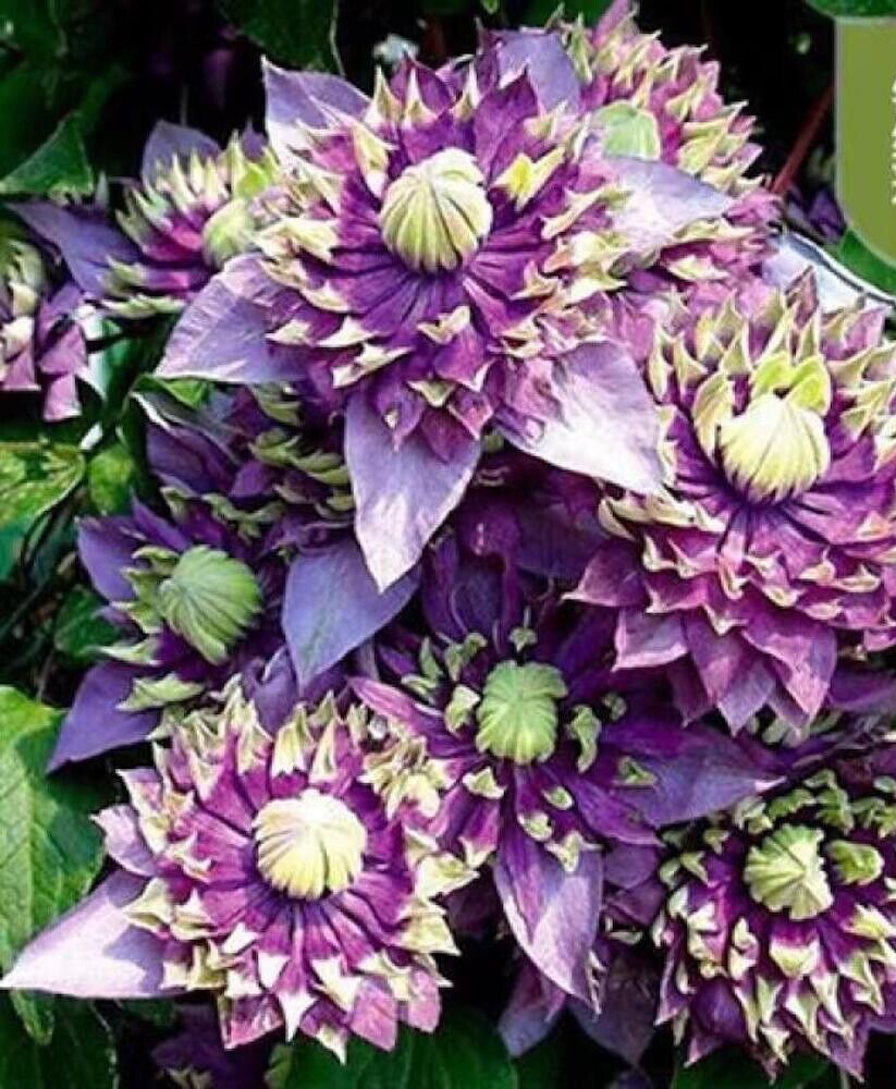 Waldrebe Blumensamen zur Aussaat robust Sorte Traditionssorte & ohne Gentechnik Samen Hausgarten