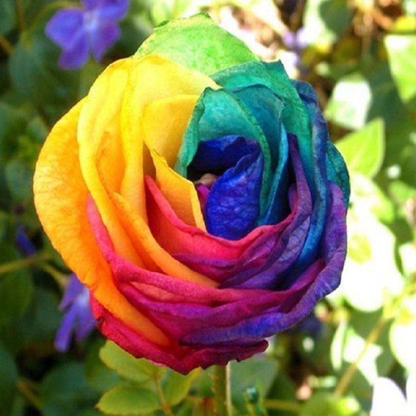 Violett MultiColor Rose Blumensamen zur Aussaat Anzucht Traditionssorte & ohne Gentechnik Samen Hausgarten